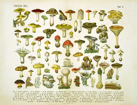 Hoffmann Botanical Prints 1886