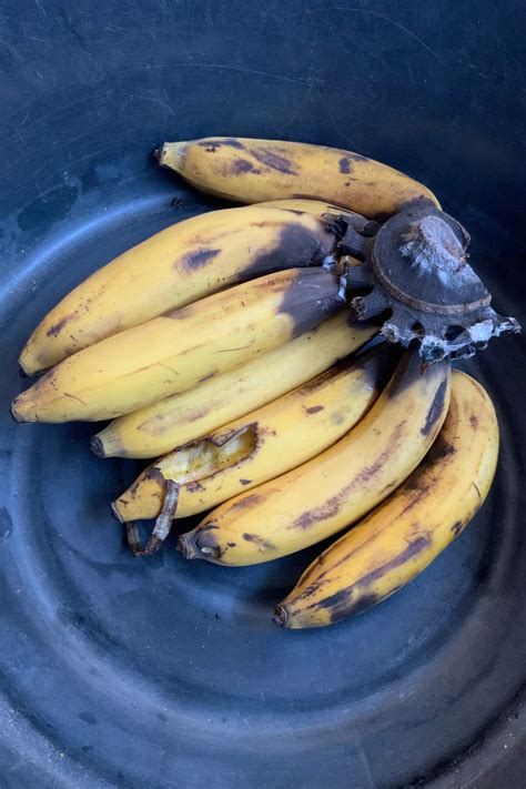 Does Banana Go Bad How Long Does It Last