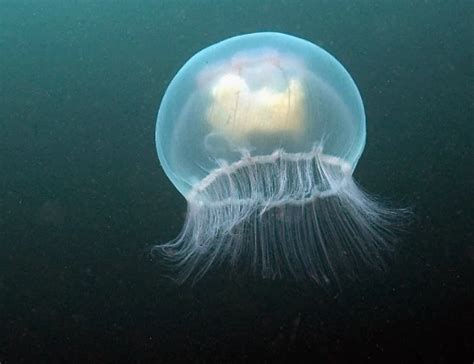 Freshwater Jellyfish 100 7 WITL