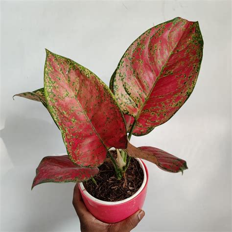 Aglaonema Big Apple Nurserybuy