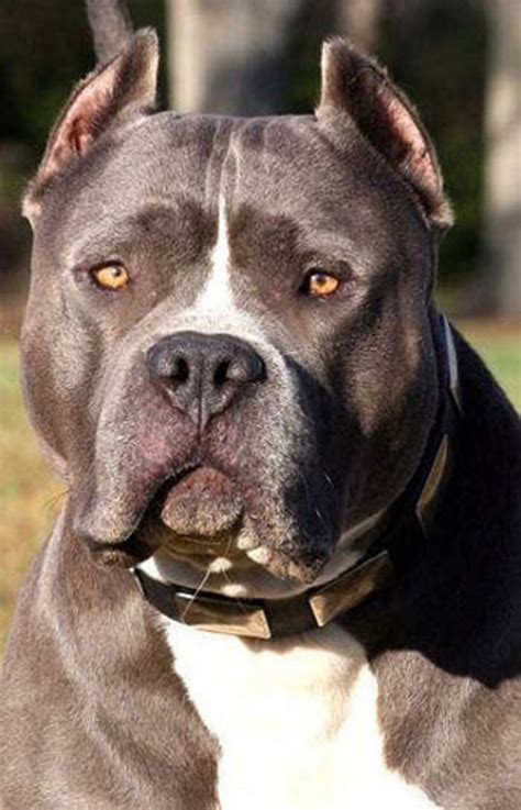 American pit bull terrier breed description. Interesting Facts about Pit Bull Dogs and Breed ...