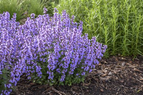 15 cat safe plants that are easy to look after! Nepeta - Cat's Pajamas - Pleasant View Gardens