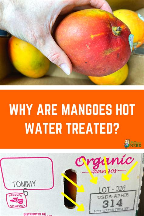 Why Are Mangoes Hot Water Treated The Produce Nerd