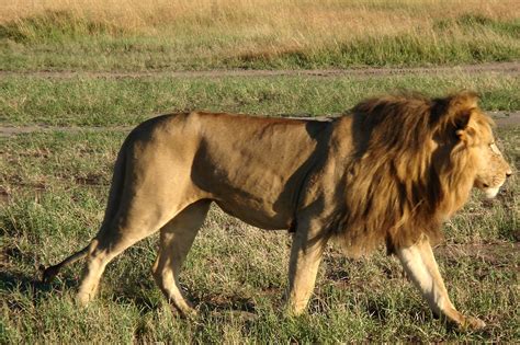 About Wild Animals Lion Adaptations Of African Lions