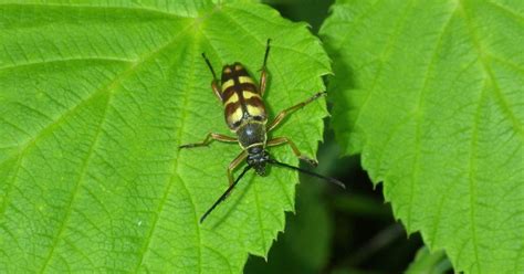This is a common species. Banded Longhorn Beetle