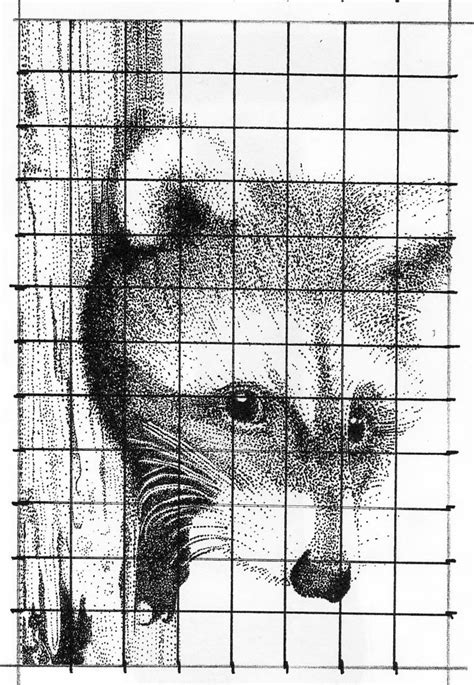 A Black And White Drawing Of A Raccoon On A Gridded Background With Words