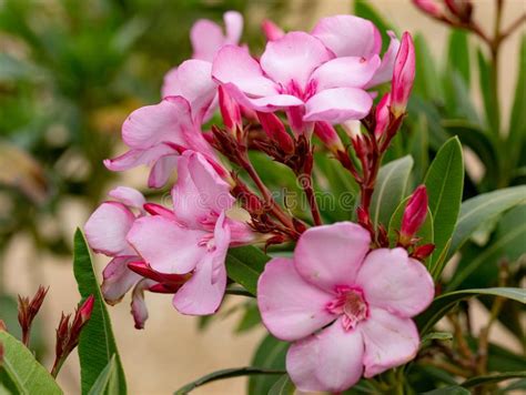 13358 Oleander Stock Photos Free And Royalty Free Stock Photos From