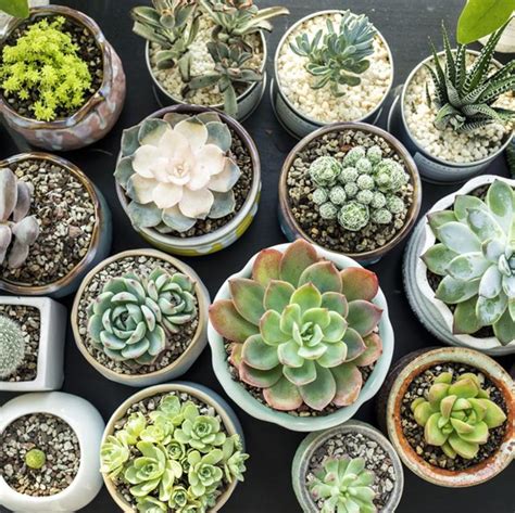 Another method of cactus plant watering is to simply apply it to the surface of the soil. How To Water Succulents? Here Are Tips On When & How Often ...