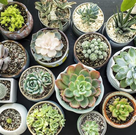 Unlike many other cactus plants, the christmas cactus (schlumbergera bridgesii) is not a cactus from a hot, dry climate but rather one from a tropical climate. How To Water Succulents? Here Are Tips On When & How Often ...