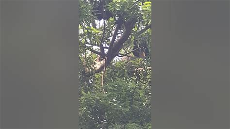 Unedited Flying Foxes Fruit Bats Megabat Pteropus At Wat Phnom