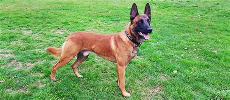 With their breeder, waiting for you! Belgian Malinois Puppy For Sale - About Malinois Breed
