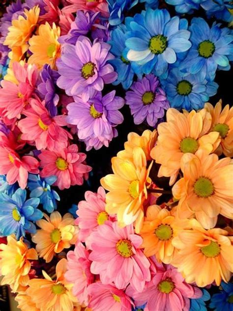 Flores Coloridas Flores Coloridas Flores E Belas Flores