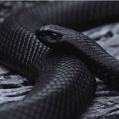 Anybody Like Snakes 🖤 Whod Keep This Guy As A Pet 🤔🖤