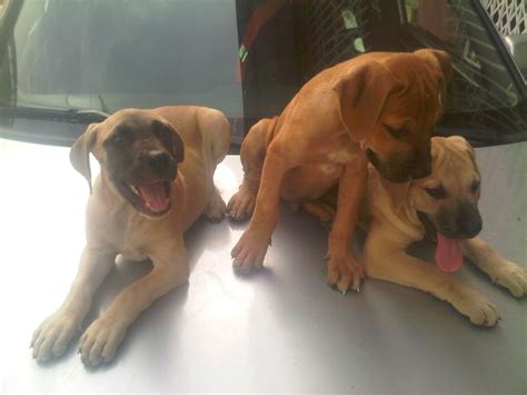 Boerboel puppies for sale was last modified: Adorable Boerboel Puppies For Sale (photo) - Pets - Nigeria