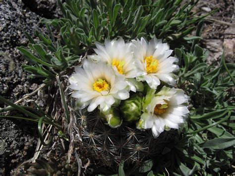 Unless you live in the desert, you probably don't have the option of growing cacti in your backyard. In the Company of Plants and Rocks: Guest Post: The Cactus ...