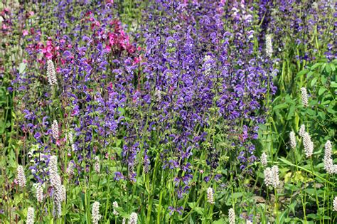 Einheimische bäume für den garten. Pflanzen für den Insektengarten - NABU