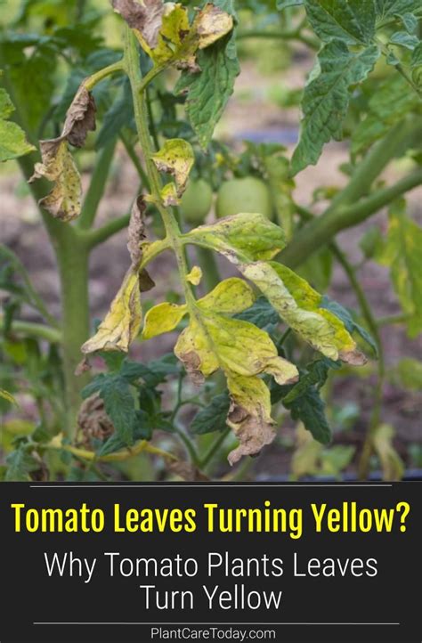 Tomato Plant Care Yellow Leaves Knowledge Octopussgardencafe Com