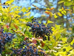 Creeping oregon grape, creeping barberry, grape. Mahonia Mélange - Eat The Weeds and other things, too