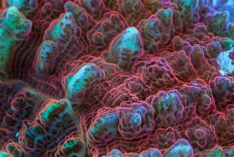 Fantastic World Of Fluorescent Corals On Behance