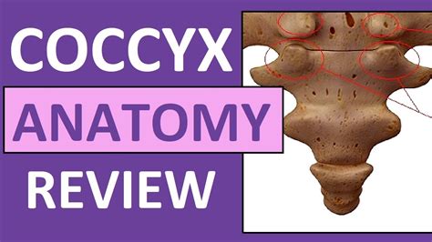 coccyx anatomy coccygeal cornua transverse process base apex youtube