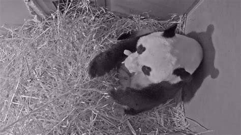 Naci Un Oso Panda Gigante En Pa Ses Bajos Infobae