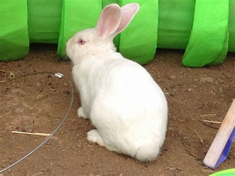 Rabbit Rescue Sanctuary Rabbits For Adoption
