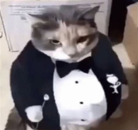 Fat Ass Cat In A Tuxedo Cat Image Gif Fat Ass Cat In A Tuxedo Cat In A Tuxedo Cat Image