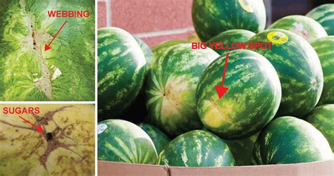 5 Tricks For Picking The Perfect Watermelon Every Time Live Love Fruit