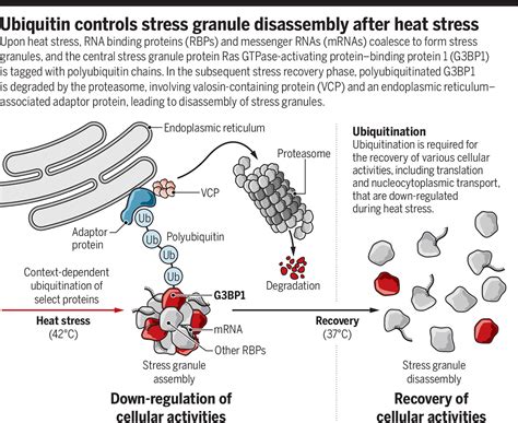 The chains of stress recovery | Science