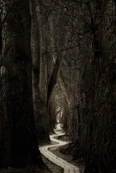 A1 Pictures The Lonely Woods Path