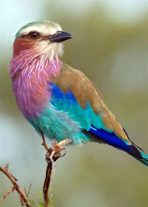 26 Of The Most Colorful Birds On The Planet And Where To Find Them