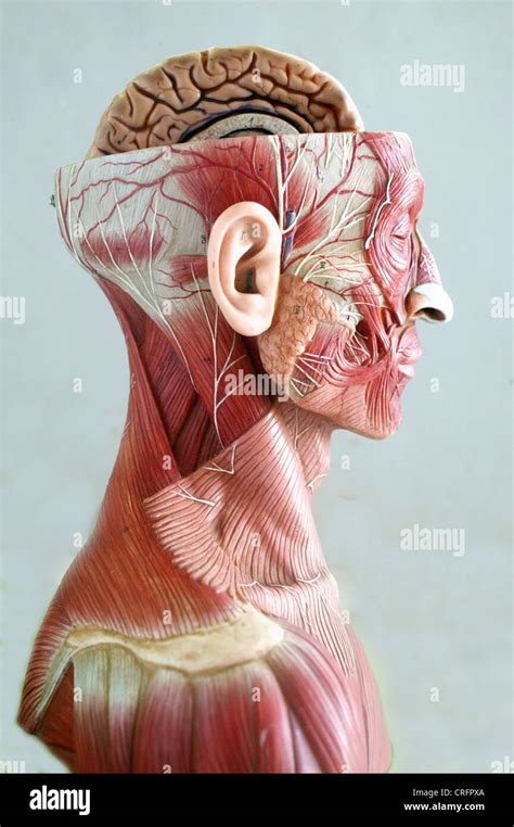 Human Central Nervous System Hi Res Stock Photography And Images Alamy