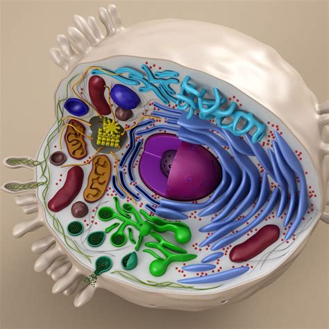 Cell Animal 3d Model Animal Cell 3d Animal Cell Project Animal Cell
