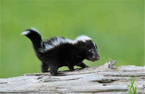 A Stinkin Cute Baby Skunk Aww
