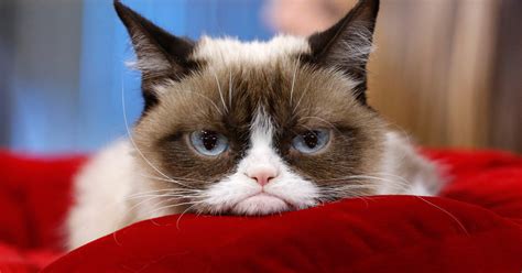 They starred in several comics, movies, and tv shows. We've got an aging cat population and it could be an issue ...