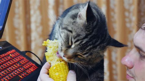 Can Cats Eat Corn Is It Harmful For Your Kitty