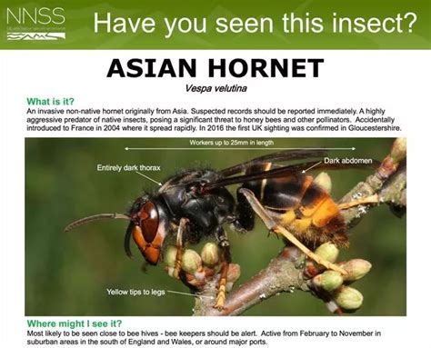 Fears Over Giant Asian Hornet Invasion After 5cm Long Insect Was Captured In The Uk Last Week