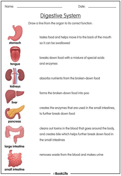 Free Digestive System Activity Sheet Booklife