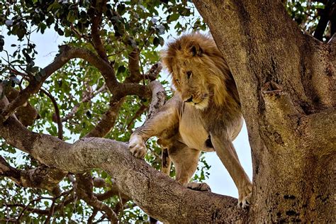 Lion conservation strategies start with good counts - African Conservation Foundation