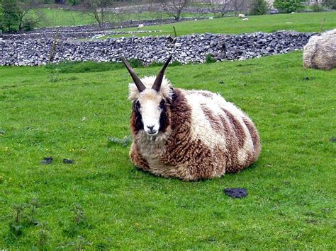 Really Odd Looking Sheep Goat Sheep Goat Hybrid Alan Taylor Flickr