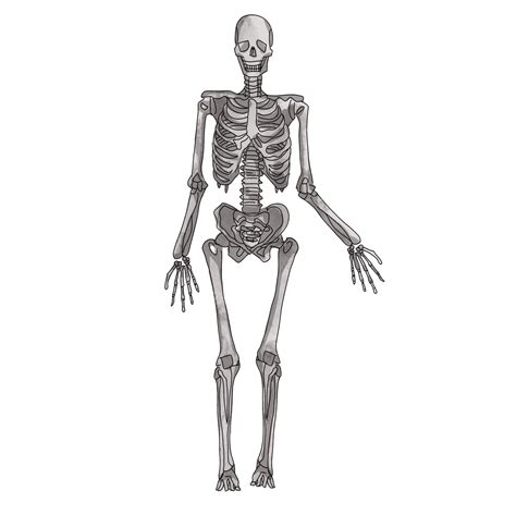 골격 뼈 선반 인체 골격 Png 일러스트 및 Psd 이미지 무료 다운로드 Pngtree