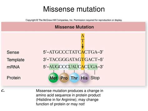 Ppt Mutation And Dna Powerpoint Presentation Free Download Id1458898