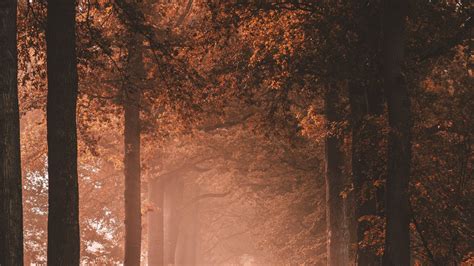 Download 1920x1080 Fall Scenery Path Road Foggy