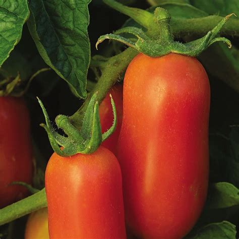 How To Grow Plum Tomatoes Full Guide