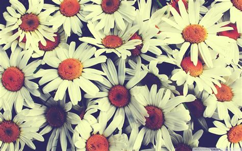 Vintage Flower Wallpapers Free Download Pixelstalknet