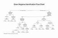 Flow Chart Microbiology Unknown Flow Chart Microbiology