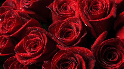 Ultra Hd Wallpaper 3840x2160 Roses Red Drops Petals 4k
