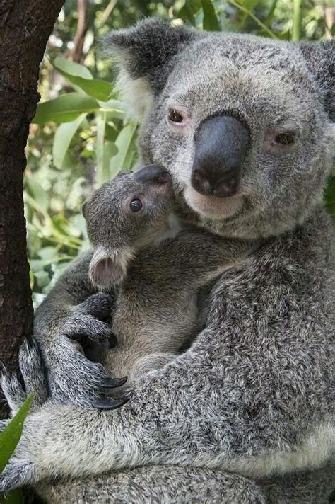Koala Mom And Baby Cute Animals Baby Animals Cute Baby Animals