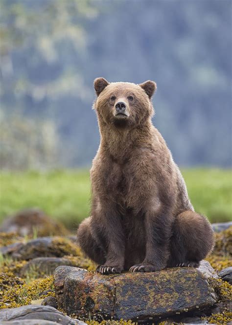 Sow Sitting On Rock Grizzly Bear Brown Bear Animals Wild