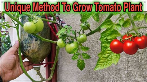 Best Method To Grow Tomato Plant In Plastic Hanging Bottle